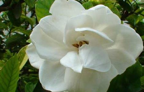 栀子花一年开几次花 四季栀子花一年开几次花