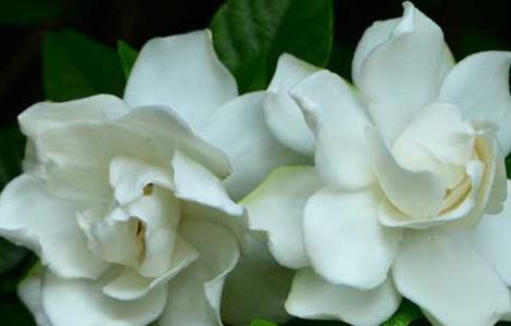 栀子花叶子发黑怎么办(栀子花叶子发黑怎么办?)