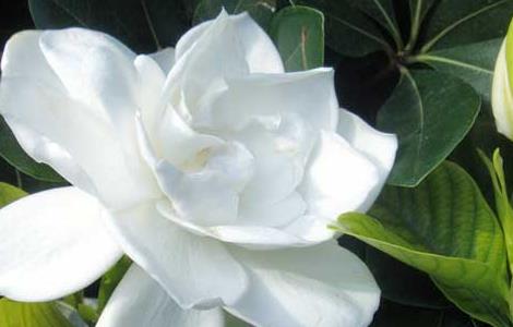 栀子花种子什么时候发芽（栀子花种子什么时候成熟）