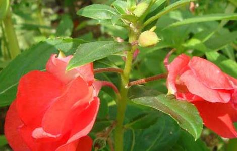 盆栽凤仙花怎么养才好（盆栽凤仙花怎么养才好活）