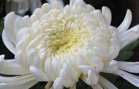 菊花什么时候开花(菊花是几月开花)