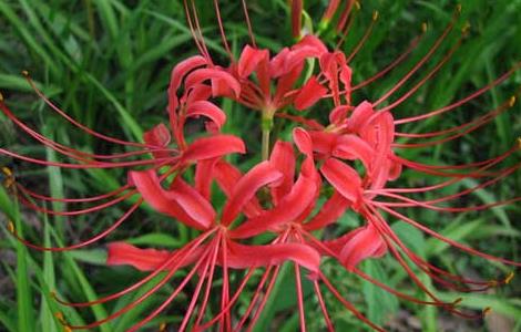 彼岸花种子价格及种植方法（彼岸花种子价格及种植方法图片）