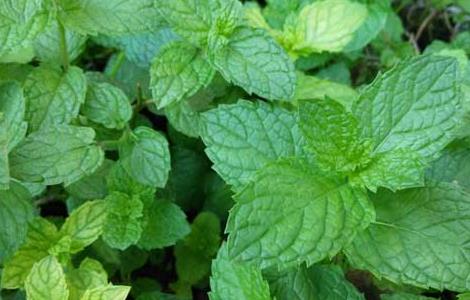 薄荷能净化空气吗（薄荷净化空气吗?）