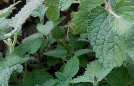 薄荷的养殖方法和注意事项 薄荷的功效与作用