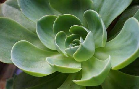 观音莲的养殖方法和注意事项 黑叶观音莲的养殖方法和注意事项