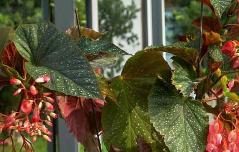 竹节海棠价格及种植方法（竹节海棠价格及种植方法图）