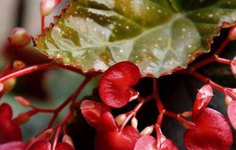 竹节海棠的养殖方法和注意事项(竹节海棠花的养殖方法和注意事项)