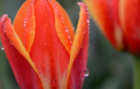 郁金香代表什么意思 郁金香寓意和象征意义