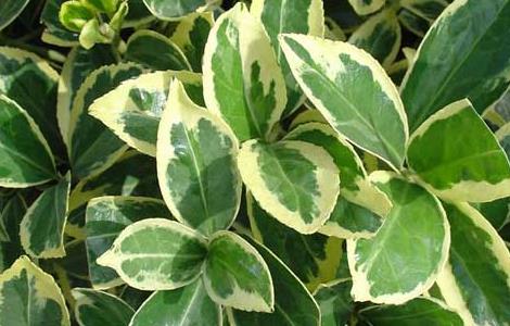 大叶黄杨价格及种植方法 大叶黄杨价格及种植方法图片