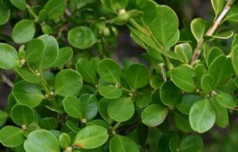 小叶黄杨价格及种植方法（小叶黄杨价格及种植方法图片）