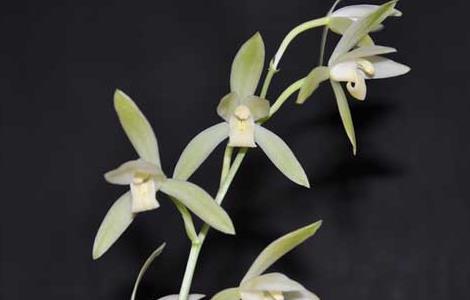 兰花什么时候开花 兰花几天浇一次水