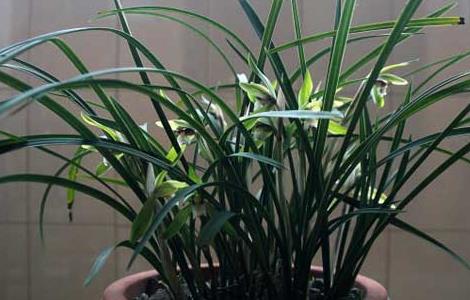 兰花花盆价格及选择方法（兰花花盆价格及选择方法图片）