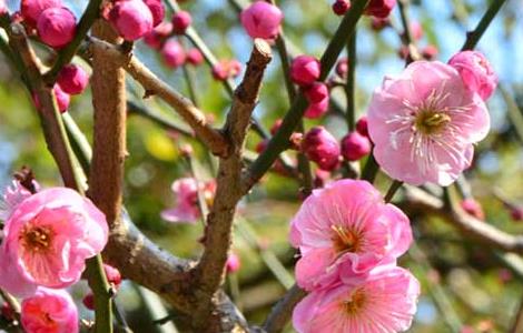 腊梅种子价格及种植方法（腊梅种子价格及种植方法视频）