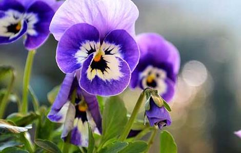 紫罗兰种子价格及种植方法 紫罗兰种子价格及种植方法图片