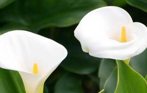 马蹄莲种球价格及养殖方法（马蹄莲种球价格及养殖方法大全）