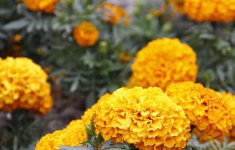 万寿菊种子价格及种植方法 万寿菊种子的种植方法