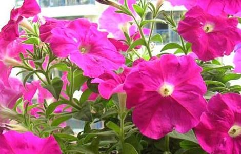 矮牵牛种子价格及种植方法（矮牵牛种子价格及种植方法大全）