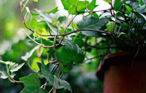 常春藤种子价格及种植方法（常春藤种子价格及种植方法图片）