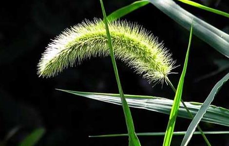 狗尾草种子价格及种植方法 狗尾草种子怎么种