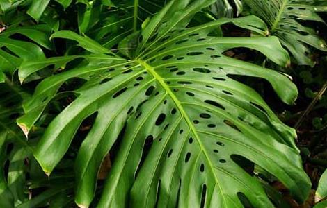 龟背竹的养殖方法和注意事项 龟背竹怎么养才能更旺盛