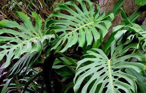 龟背竹的养殖方法
