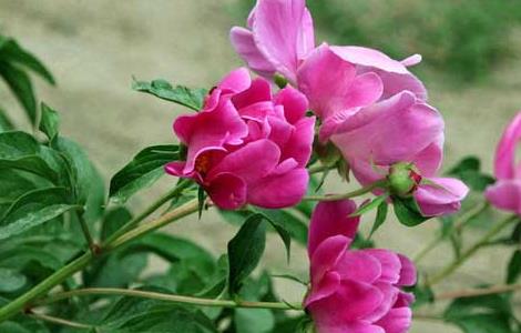 为什么家里不能种芍药 为什么家里不能种芍药的风水禁忌