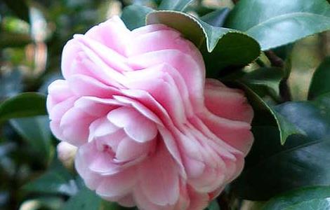 十八学士茶花价格及种植方法(十八学士茶花养殖方法)