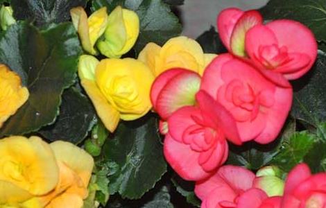 四季海棠种子价格及种植方法（四季海棠种子价格及种植方法图）