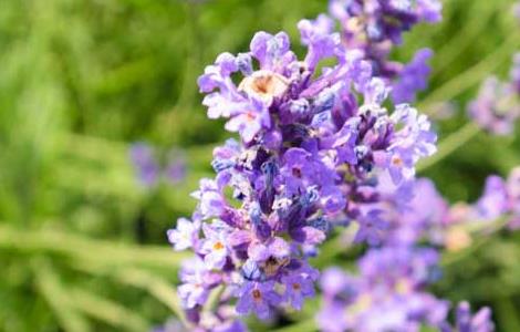 薰衣草花期几月到几月 薰衣草花开季节几月份