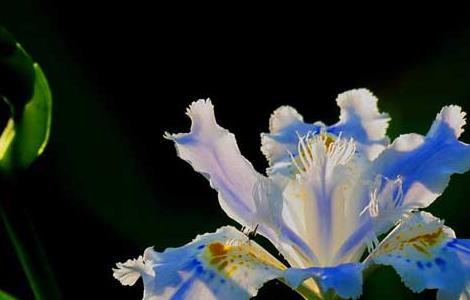 鸢尾花种子价格及种植方法 鸢尾花的种子的种植方法