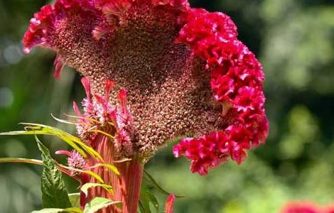 鸡冠花种子价格及种植方法（鸡冠花种子多少钱一斤）