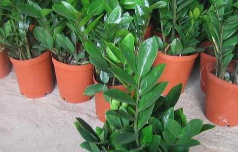 金钱树盆栽多少钱一盆 盆景金钱树多少钱一盆