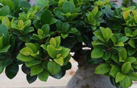 榕树靠什么传播种子（榕树靠什么传播种子种植）