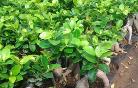 榕树种子价格及种植方法（榕树种子价格及种植方法视频）