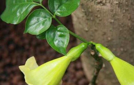 幸福树怎么养才茂盛 幸福树在室内好养吗