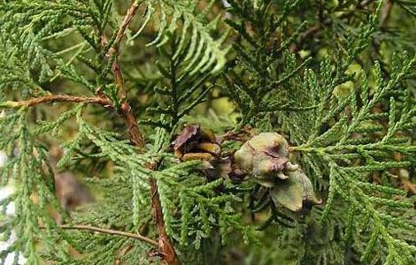 柏树种子价格及种植方法 柏树种子价格及种植方法图片