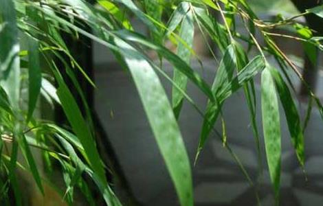 竹子怎么养才能更旺盛 富贵竹怎么养才能更旺盛