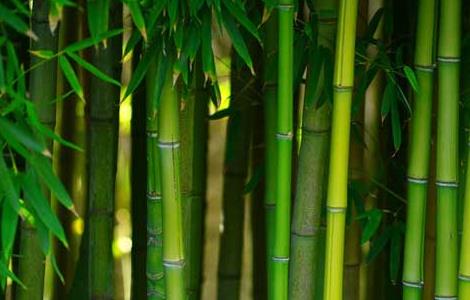 家里养竹子有什么讲究（家里养竹子有什么讲究嘛）