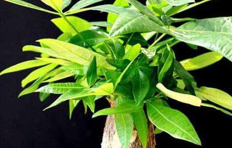 客厅放什么植物最好 客厅放什么绿植比较好呢