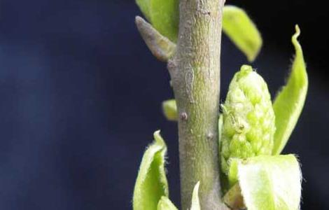 柳树什么时候发芽(北京柳树什么时候发芽)