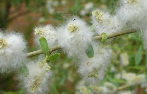 柳树用什么传播种子（柳树是怎么播种的）