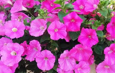 盆栽花卉种子参考价格表 盆栽花卉种子参考价格表图片