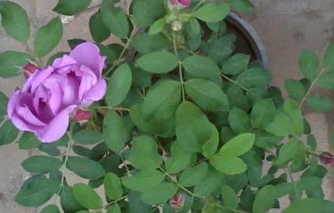 蔷薇苗价格及种植方法（蔷薇苗木价格）