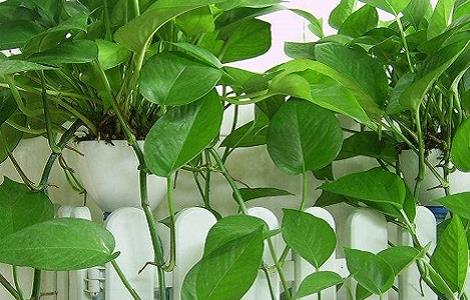 绿萝的养殖方法及品种介绍（绿萝的养殖方法及品种介绍图）