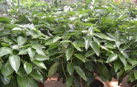 平安树四季养护方法 四季平安树怎么养