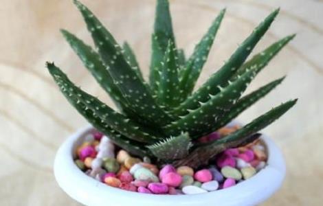 芦荟开花的条件（芦荟开花的条件是什么）