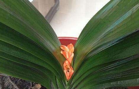 君子兰夹箭后的处理办法 君子兰夹箭的处理方法