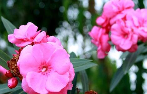 有毒的花有哪些 52种有毒花不能在家养图片