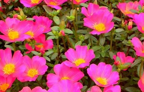 花期长的花有哪些（冬天花期长的花有哪些）