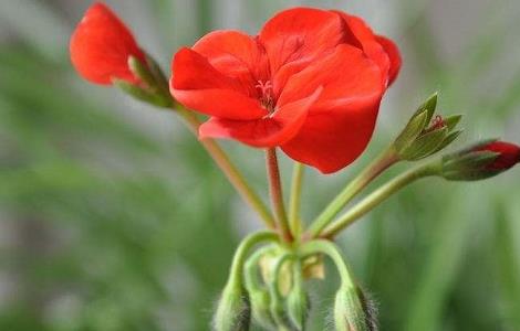 天竺葵的花语与传说 白天竺葵的花语